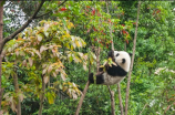 熊猫之乡成都九寨沟，打卡绝美风景，享受身心之旅